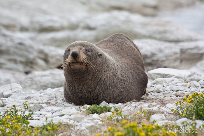 Neuseeländische Pelzrobbe (New Zealand Fur Seal) - Kaikoura Peninsula Walkway