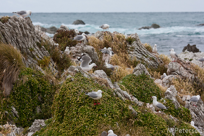 Möwen - Kaikoura Peninsula Walkway