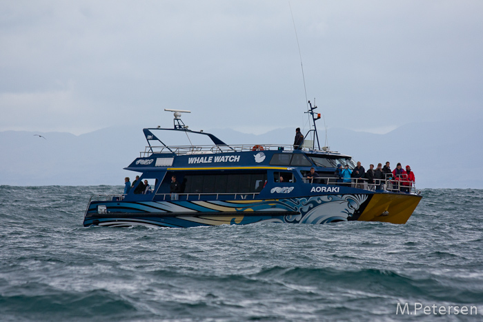 Whale Watching Tour - Kaikoura