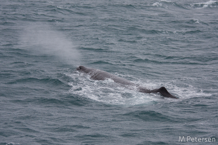 Whale Watching Tour - Kaikoura