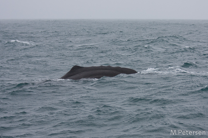 Whale Watching Tour - Kaikoura