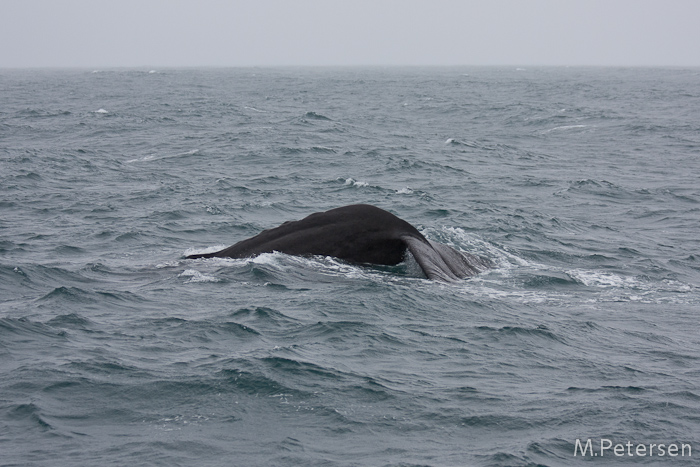 Whale Watching Tour - Kaikoura