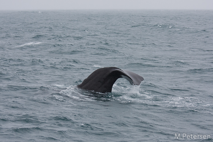 Whale Watching Tour - Kaikoura