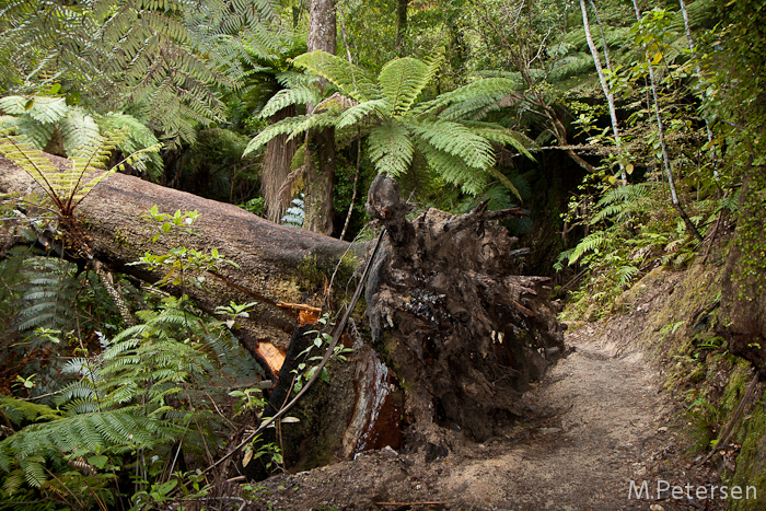 Abel Tasman Coast Track - Abel Tasman National Park