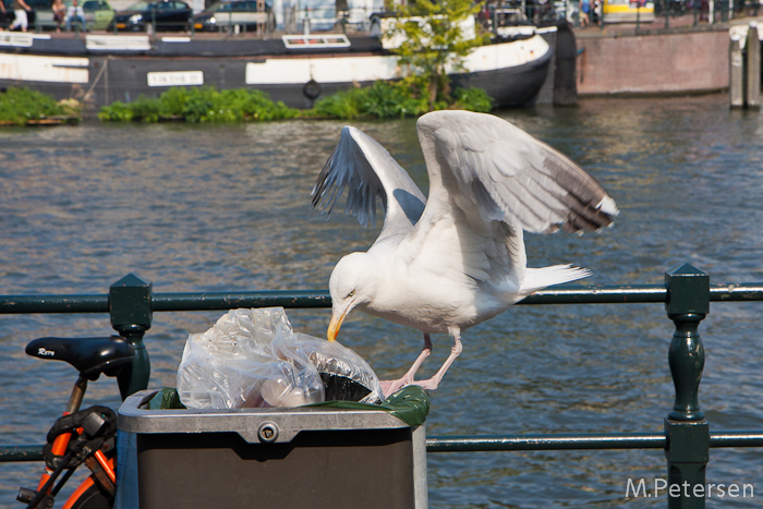 Möwe - Amsterdam