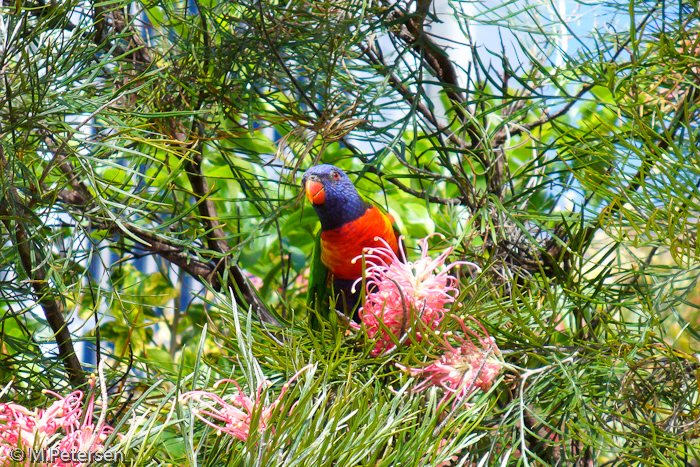 Botanischer Garten - Sydney