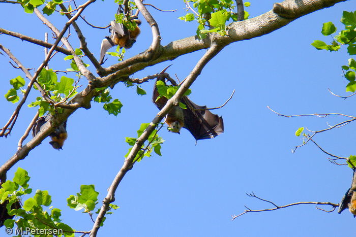 Flying Fox, Botanischer Garten - Sydney