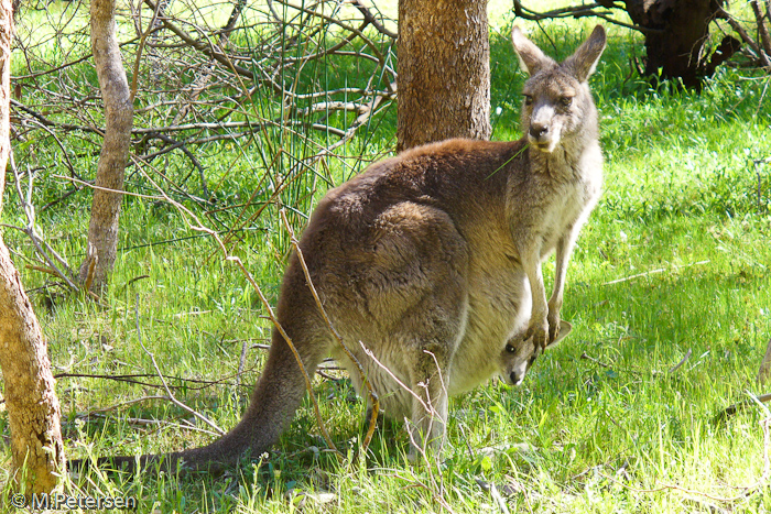 Känguru - Grampians Nationalpark