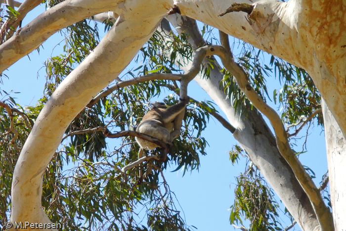 Duck Lagoon - Kangaroo Island