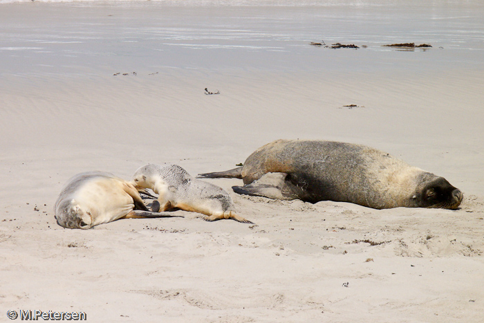 Seal Bay - Kangaroo Island