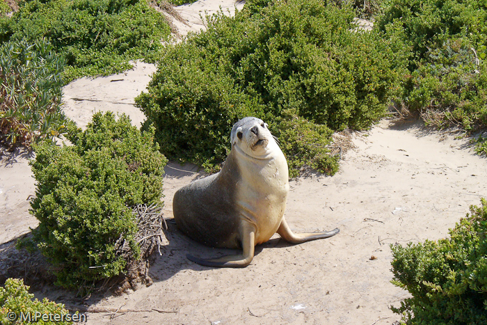 Seal Bay - Kangaroo Island