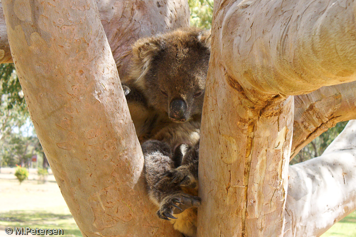 Koalawalk - Kangaroo Island