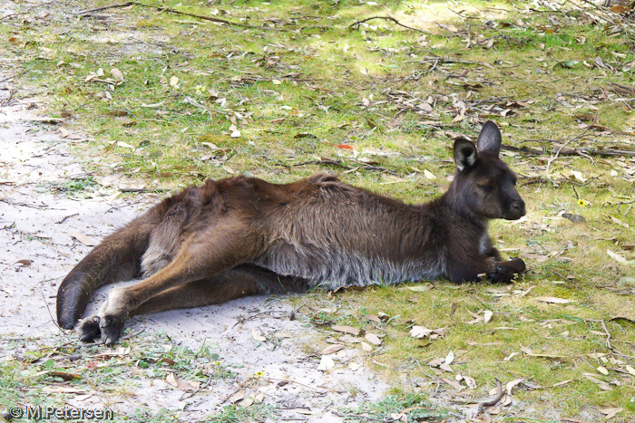 Koalawalk - Kangaroo Island