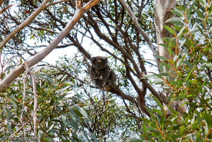 Koalawalk - Kangaroo Island