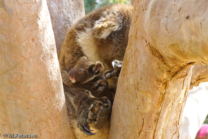 Koalawalk - Kangaroo Island