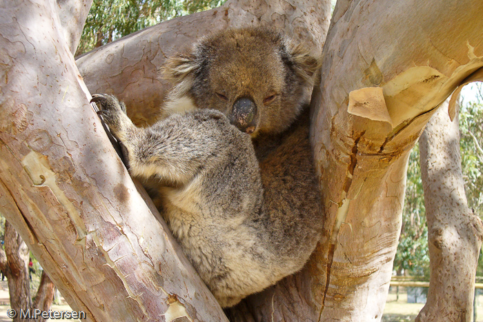 Koalawalk - Kangaroo Island