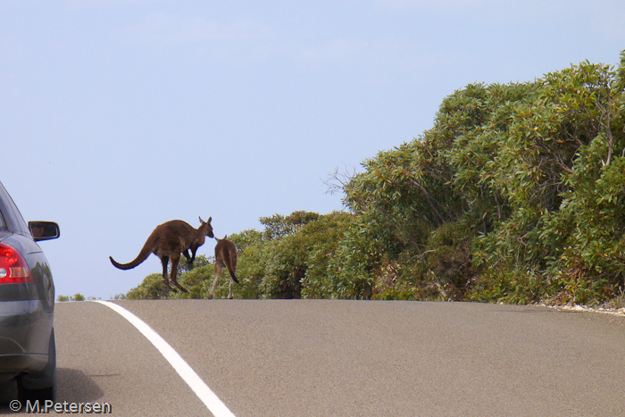 Wildwechsel im Flinders Chase Nationalpark - Kangaroo Island 