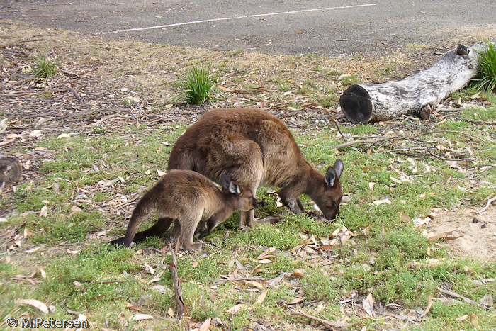 Kängurus, Flinders Chase Nationalpark - Kangaroo Island