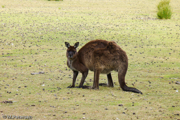 Känguru, Flinders Chase Nationalpark - Kangaroo Island