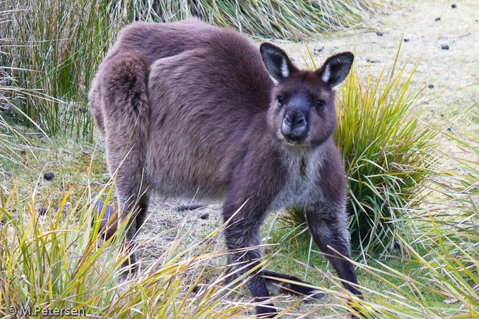 Känguru, Flinders Chase Nationalpark - Kangaroo Island