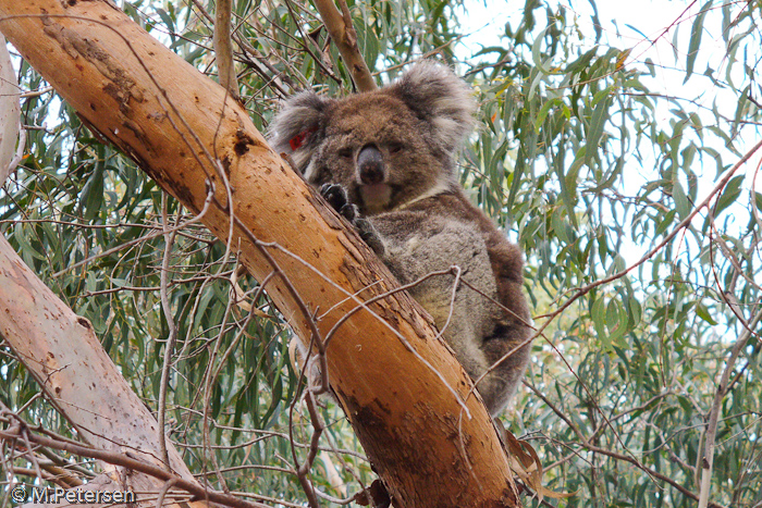 Koala, Flinders Chase Nationalpark - Kangaroo Island