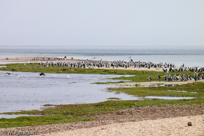 Pinguine - Kangaroo Island