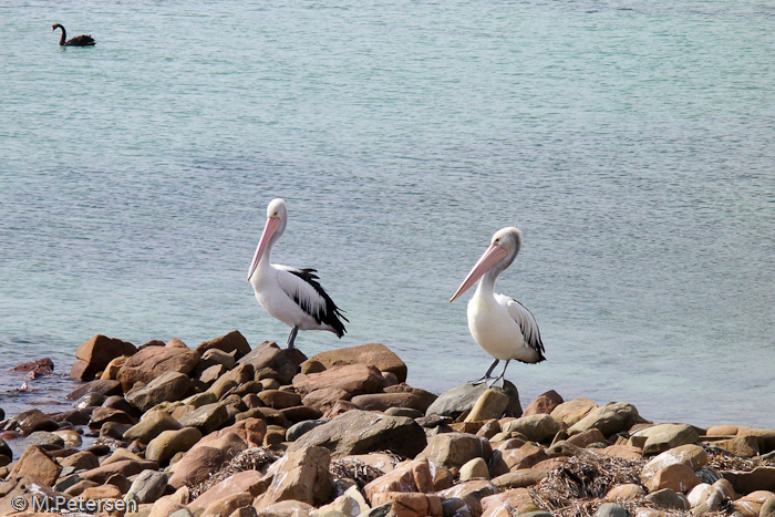 Pelikane, Emu Bay - Kangaroo Island