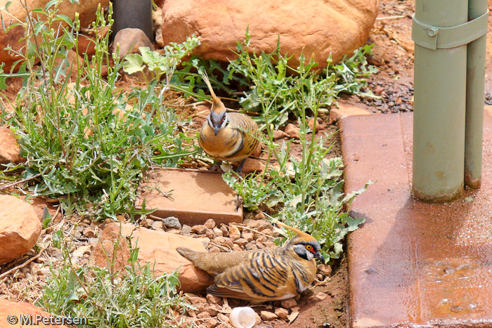 Spinifex Pigeons - Outback