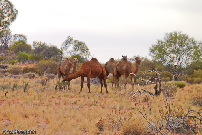 Kamele - Outback