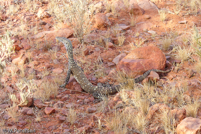 Valley of the Winds Walk, Olgas - Outback