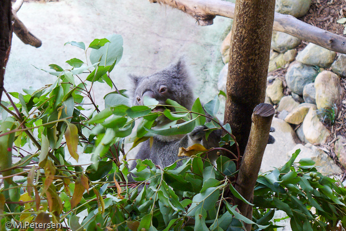 Rainforestation - Kuranda