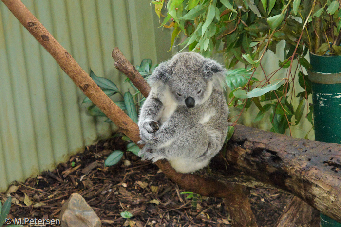 Rainforestation - Kuranda