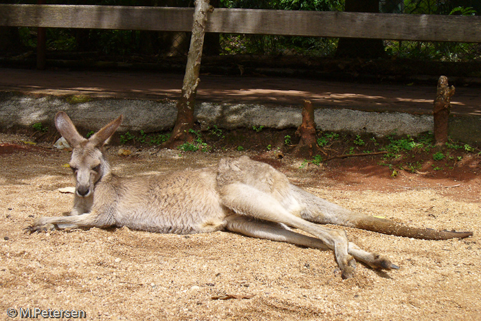 Rainforestation - Kuranda