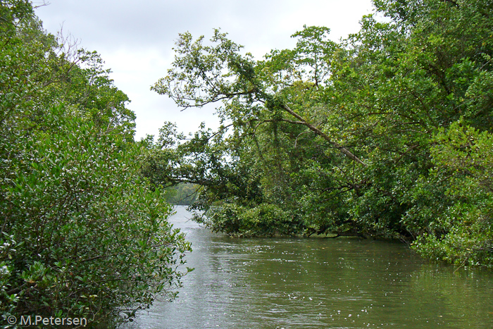 Bootsfahrt auf dem Daintree River