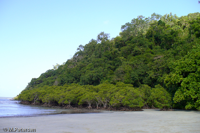 Cape Tribulation Beach