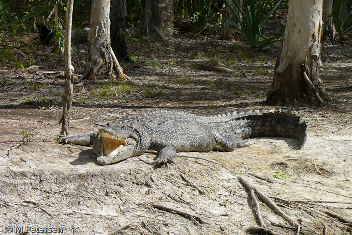 Hartley’s Crocodile Adventures