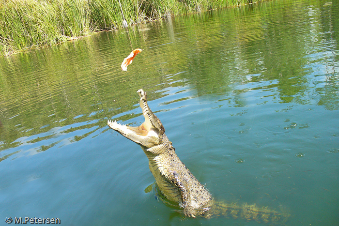 Hartley’s Crocodile Adventures