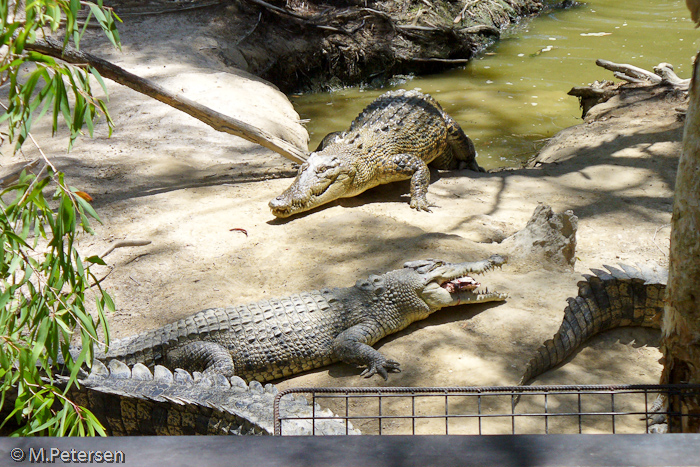 Hartley’s Crocodile Adventures