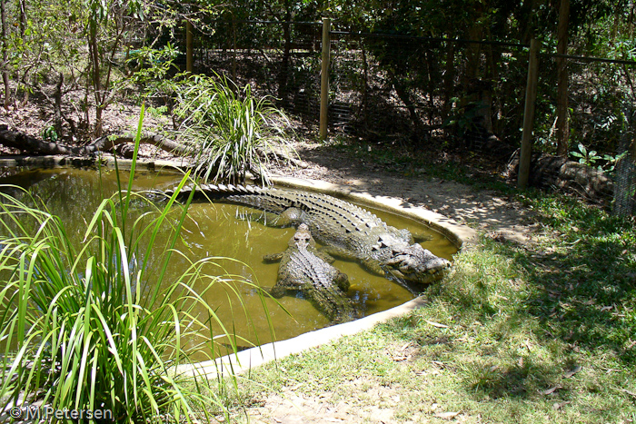 Hartley’s Crocodile Adventures