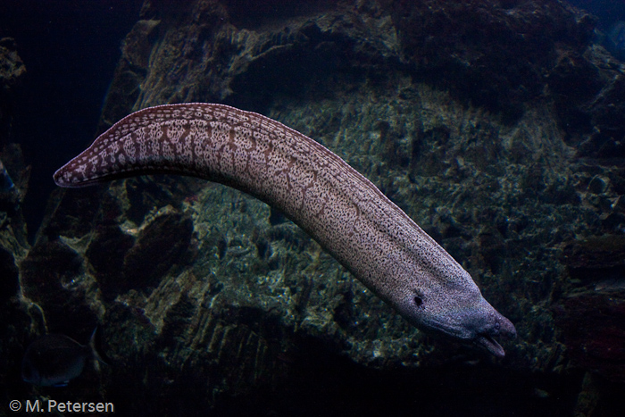 Aquarium Barcelona