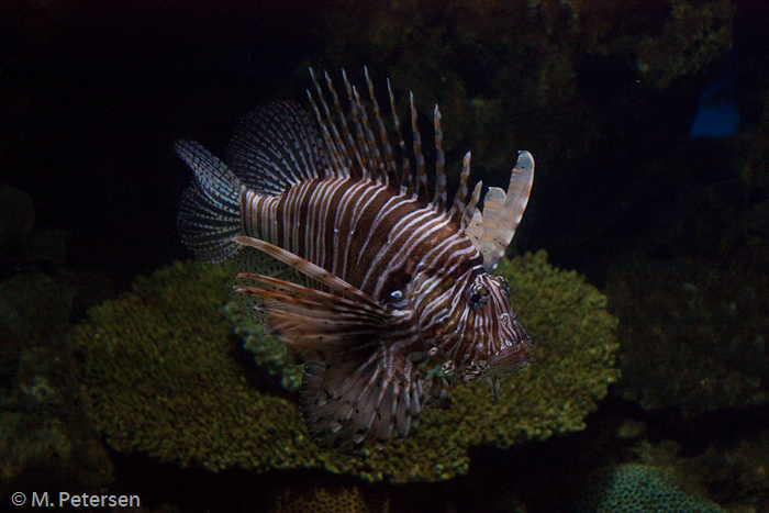 Aquarium Barcelona