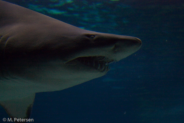 Aquarium Barcelona