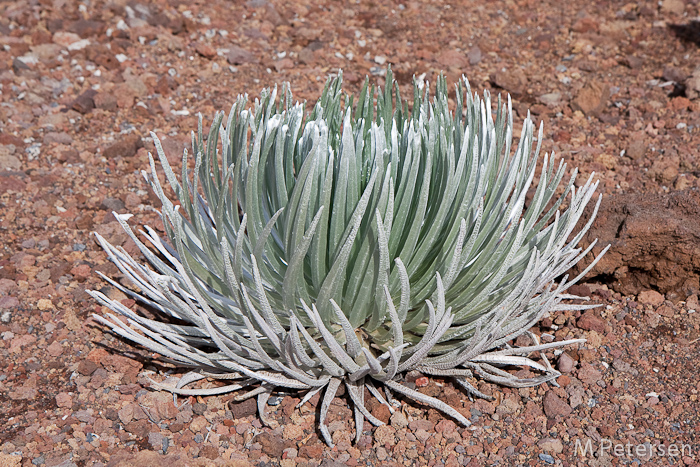 Silberschwert, Haleakala - Maui