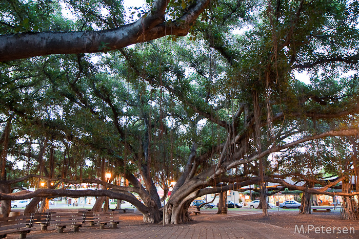 Banyon Tree Park, Lahaina - Maui