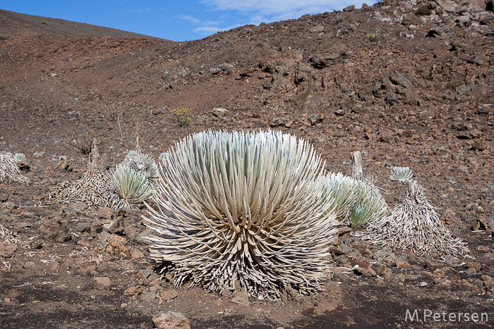 Silberschwert, Sliding Sands Trail, Haleakala - Maui