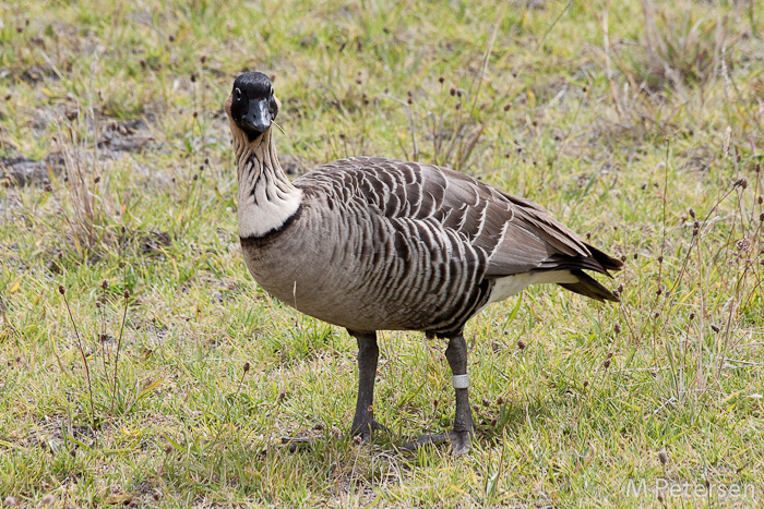 Nene - Maui