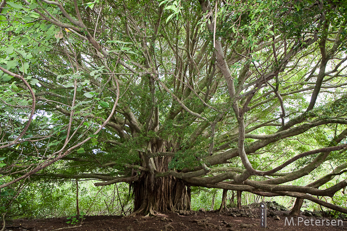 Pipiwai Trail - Maui