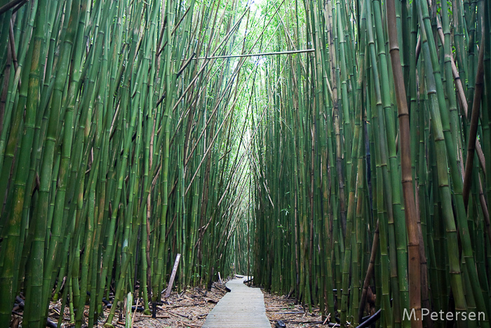 Pipiwai Trail - Maui