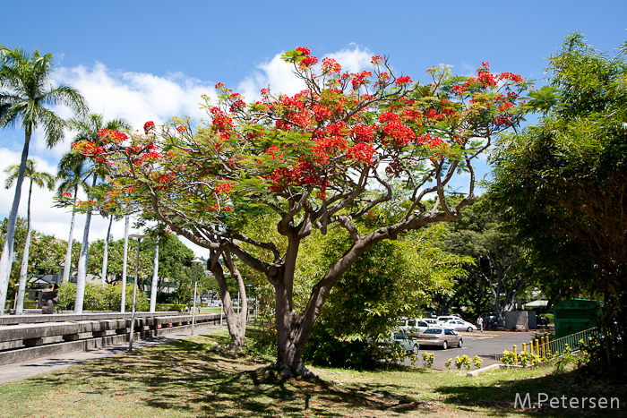 Blühender Baum - Oahu