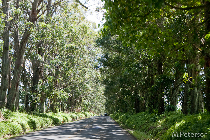 Eucalyptus Tree Tunnel - Kauai